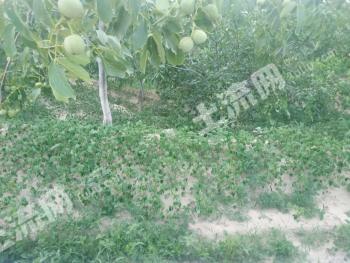 吕梁离石区 1000亩 旱地 经营权出租