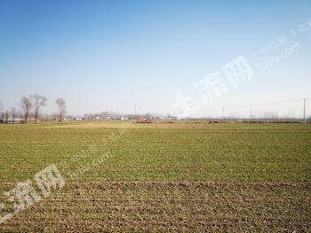 菏泽定陶区100亩水浇地经营权出租