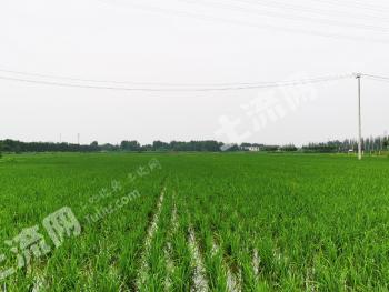 徐州邳州市 100亩 水田 经营权出租