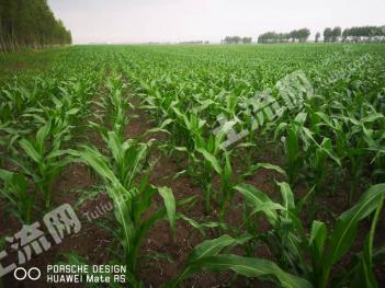 齐齐哈尔富裕县2237亩旱地经营权出租