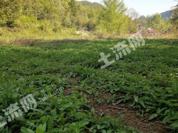 恩施鹤峰县 12.07亩 旱地 经营权转让