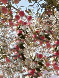 新疆喀什泽普县奎依巴格乡 14.89亩 果园 出租