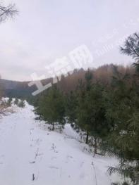 通化县300亩林地-有林地使用权转让