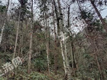 广元青川县 115.5亩 灌木林地 经营权转让