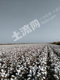 巴音郭楞尉犁县 1200亩 水浇地 经营权转让