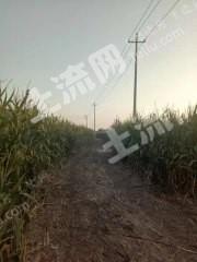 聊城莘县 1000亩 水浇地 经营权出租