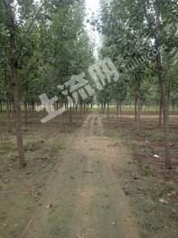 聊城莘县 2000亩 有林地 经营权出租