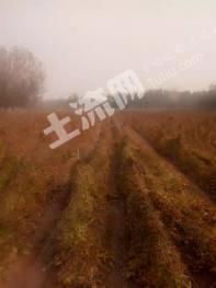 聊城莘县 150亩 其它林地 经营权出租