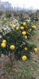 邵阳武冈市 91亩 果园经营权转让