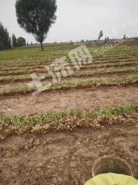 邯郸临漳县 1000亩 其它耕地 经营权出租