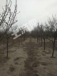 荆州公安县 57.43亩 其它耕地 经营权转让