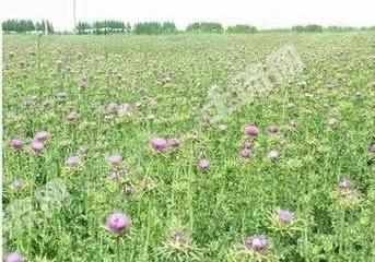 鸡西密山市20000亩其它林地 经营权转包