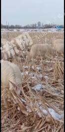 榆林定边县 2000亩 水浇地 经营权出租