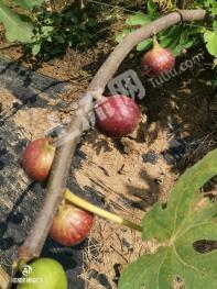 宿州灵璧县 10亩 果园经营权出租