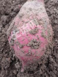 连云港东海县 30亩 旱地经营权合作