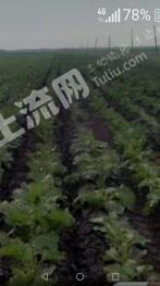 绥化安达市 8000亩 旱地 经营权出租