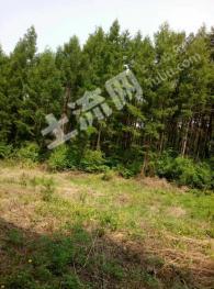 吉林磐石市 420亩 有林地 经营权转让
