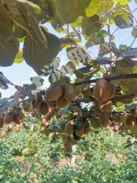 60亩 水果采摘园经营权 转让