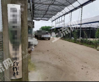 荆州公安县 25亩 梨园含房屋 经营权转让