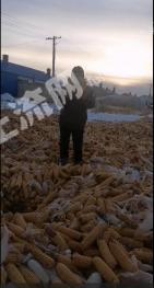 齐齐哈尔富裕县 10000亩 水浇地 经营权出租