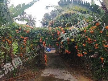 海南三亚 6.67亩 带房子其他园地 经营权转包