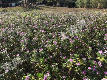 三亞天涯區(qū)2000平米農(nóng)村宅基地使用權(quán)合作