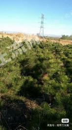 张家口宣化区 30亩 其它林地 经营权转让