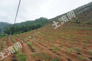 龙岩永定区 2400亩 其它林地 转让