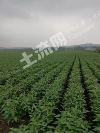 呼伦贝尔鄂伦春自治旗 3亩 其它耕地 经营权转让