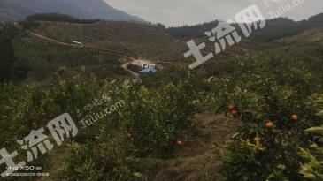 百色田林县98亩果园经营权出租