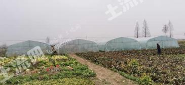 直辖行政单位仙桃市8亩（大棚）菜园经营权出租
