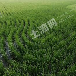 白城大安市 15000亩 水田 经营权出租