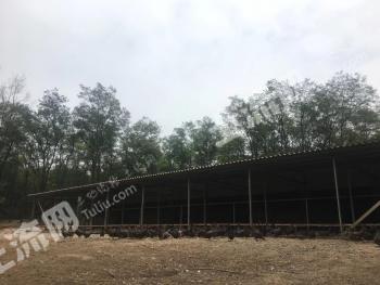 咸阳乾县500亩有林地出租转让合作