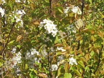 玉溪新平彝族傣族自治县 34.78亩 果园 转让