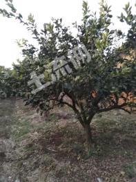 宜昌枝江市 20亩 果园 经营权转让