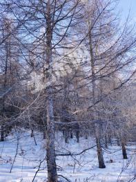 呼伦贝尔鄂伦春自治旗 433亩 有林地 经营权转让