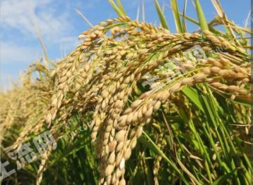 齐齐哈尔富裕县 735亩 水田 经营权出租