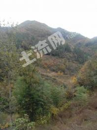 随州随县 790亩 灌木林地 经营权出租