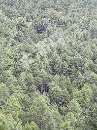 甘孜九龙县 180000亩 乔木林地 经营权转让