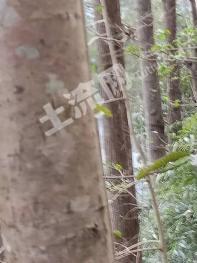 绵阳平武县 600亩无林地，3万亩有林地（有林地无林地可分开单独出租）经营权出租