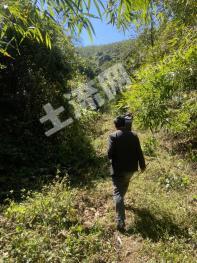 保山隆阳区 1000亩 有林地 经营权转包