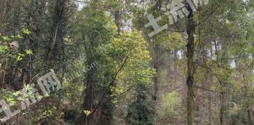 萍乡湘东区 1500亩 有林地 经营权转让