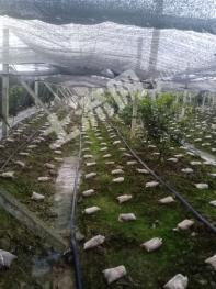 绵阳安州区 60亩 水田 经营权转让