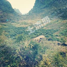 百色田阳县 200亩 旱地 经营权出租