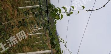 丹东凤城市 126.8亩 灌木林地经营权 转让