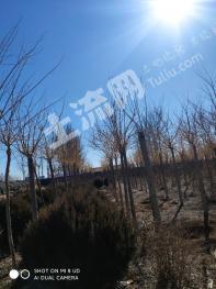 唐山玉田县 8亩 其它园地经营权 转包