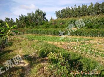 吉林龙潭区 220亩 其它林地 经营权转让