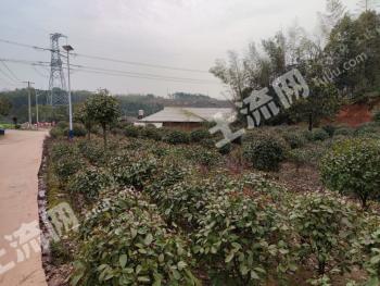 株洲石峰区 55亩 旱地 经营权出租