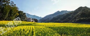 株洲荷塘区 778.88亩 水田 经营权出租