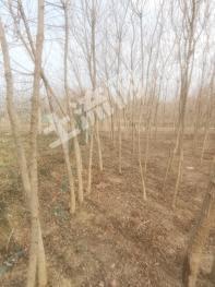 南阳镇平县 17464平米 商业用地使用权 出租